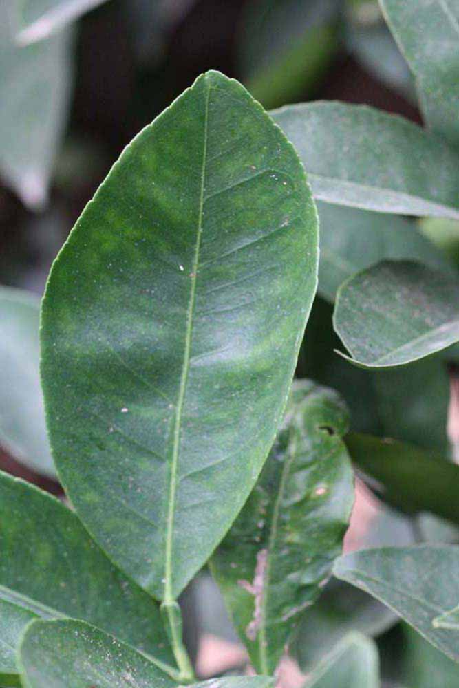              Unifoliolate leaf (Riverside, CA)       